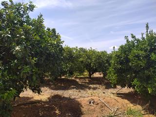 Finca rústica a Anna. Magnifico terreno con naranjos en plena produccion en anna