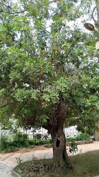 Foto d32a7d4e-e370-46ba-b941-d95190ccf8e8. Wohngrundstück in Centro Chiva