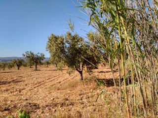 Terrain résidentiel à Salinas. Venta de terreno en villena alicante