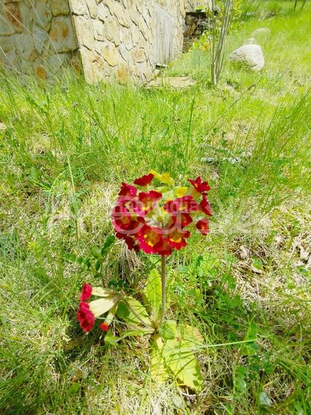 Foto da97cbf4-d841-434c-bbdf-28f821054466. Xalet amb aparcament a Campelles