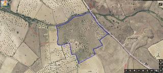 Finca rstica en Escalona. Parcela rstica con 300 olivos de 55.352 m2