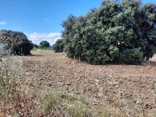 Residential Plot in Escalona