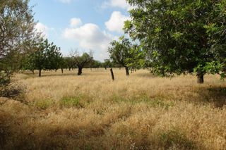 Terrain résidentiel à Selva. Finca rústica edificable en venta en moscari , propiedad en mosc