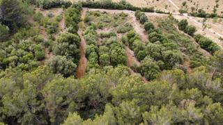 Rural plot in Sant Joan. Terreno edificable en venta en petra, mallorca