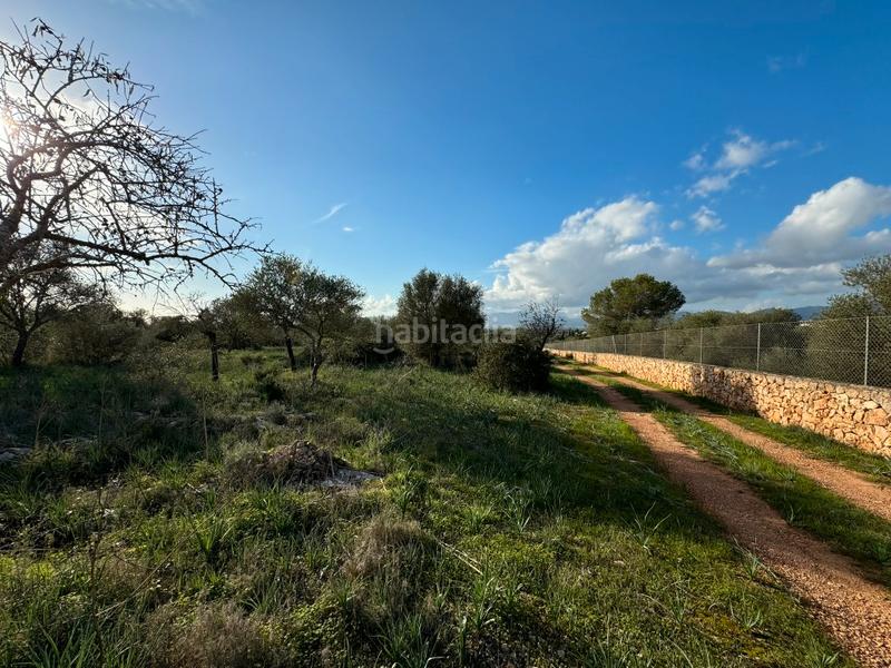 Foto 7ec0356e-6d18-4c03-940b-44504b45ddc3. Finca rústica terreno rústico edificable cerca de marratxi con vistas a la bahía de palma en Marratxí