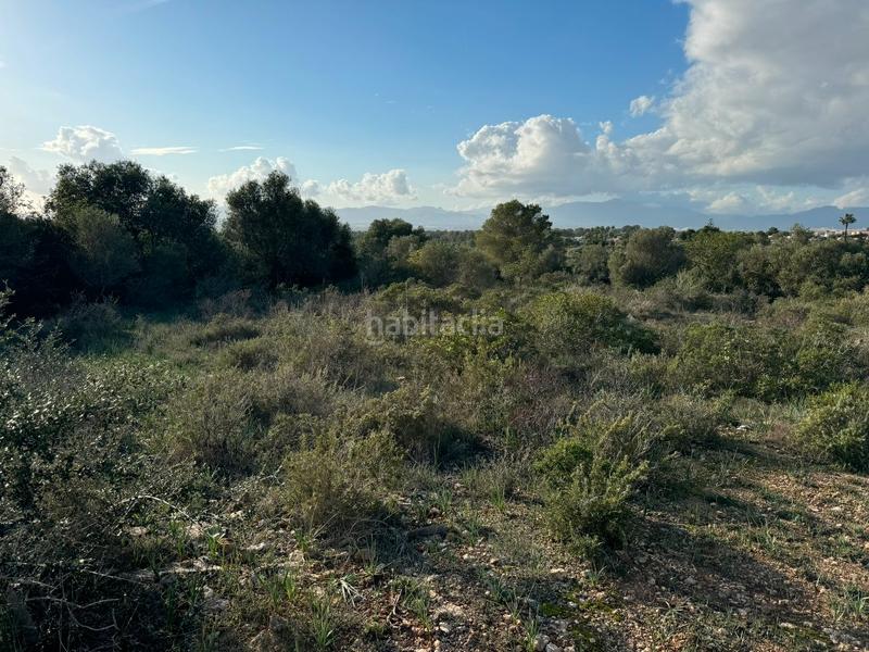 Foto eacd4b8b-8e3d-4cab-90d1-6a6369ed773a. Finca rústica terreno rústico edificable cerca de marratxi con vistas a la bahía de palma en Marratxí