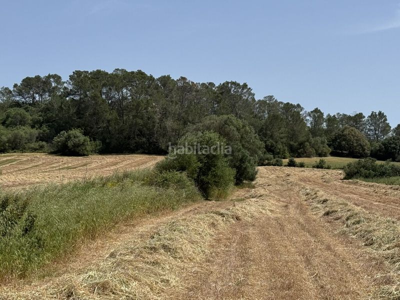Foto 459259a9-e703-4af8-9347-5a4e5e130190. Finca rústica a Sineu
