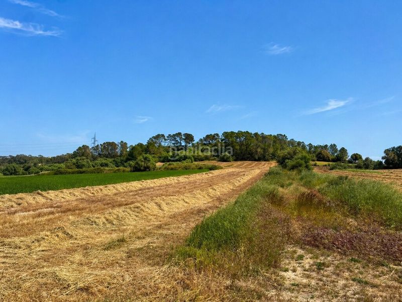 Foto e3f8dce4-abb9-46ce-94c8-5cc8c7197acf. Finca rústica a Sineu
