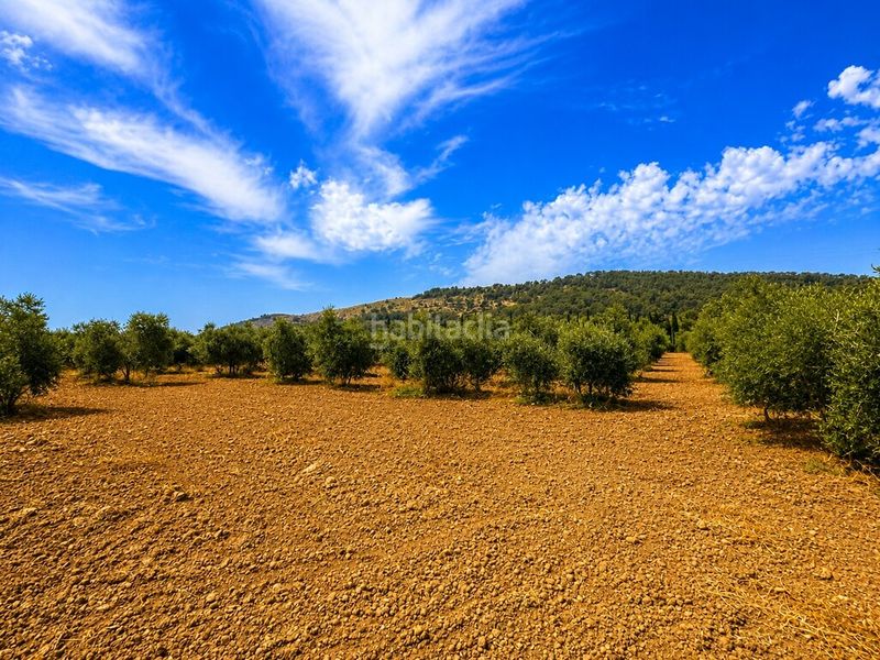 Foto ec9a52a9-2133-423f-a0ad-be8c99d7b816. Finca rústica a ciutat d´Alcúdia Alcúdia