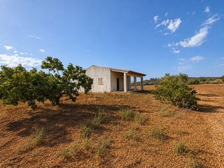 Masia a Campanet. Finca agrícola con edificaciones y gran potencial a la venta en