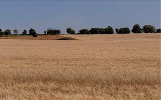 Fondo rustico in Mondjar. Finca rstica en venta
