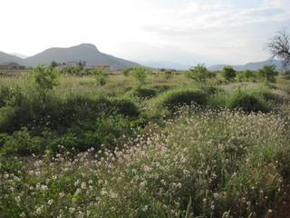 Finca rústica a Pedanías Oeste. Terreno en aspe