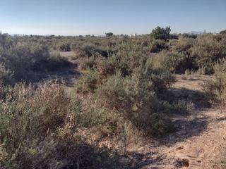 Propriété à La Algoda - Matola - Llano de San José. Terreno en elche