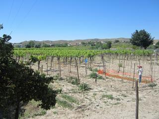 Residential Plot in El Castillo. Parcela en producción con viñedos