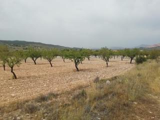 Finca rústica a La Murada - Los Vicentes. Terreno en barbarroja