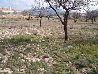 Rural plot in Hondón de los Frailes