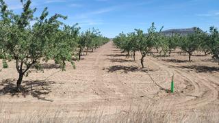 Terreny residencial a Monòver. Parcela con almendros en monovar