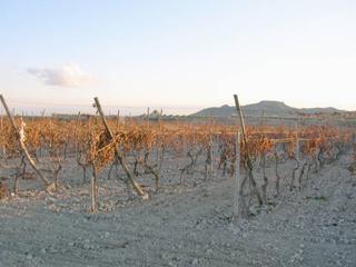 Terreno residenziale in Novelda. Parcela en novelda