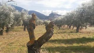 Finca rústica a Biar. Terreno en biar