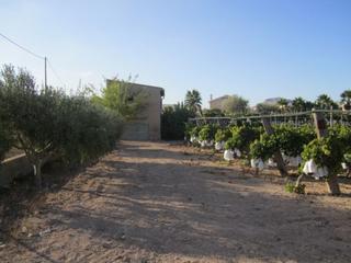 Finca rústica a Novelda. Se vende terreno en novelda