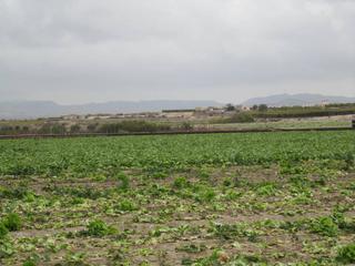 Fondo rustico in Novelda