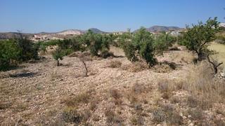 Rural plot in Hondón de las Nieves. Terreno de 10.000 m en plena naturaleza
