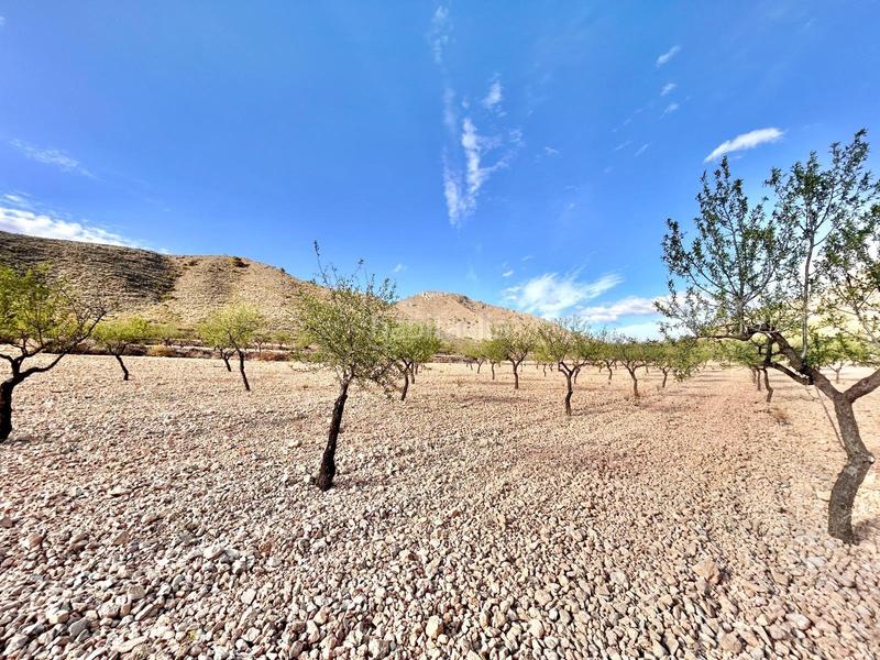 Foto 81d72af9-c35f-47c6-857e-8e90c7bee47b. Finca rústica terreno en barbarroja en La Murada - Los Vicentes Orihuela