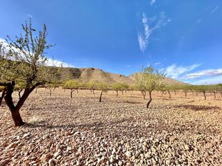 Finca rústica a La Murada - Los Vicentes. Terreno en barbarroja