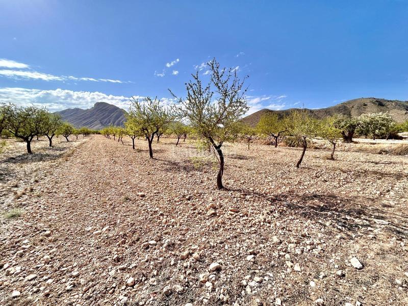 Foto ef5fc921-15f5-4bcc-8aa7-cda659d079c7. Finca rústica terreno en barbarroja en La Murada - Los Vicentes Orihuela