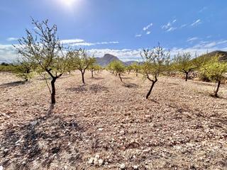 Terreny residencial a La Murada - Los Vicentes. Parcela en barbarroja