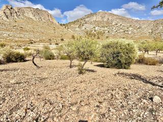 Finca rústica a La Murada - Los Vicentes. Parcela en barbarroja