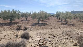 Finca rústica a Monòver. Terreno en monovar