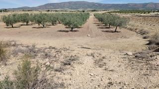 Terreny residencial a Monòver. Parcela en la fuente el pino