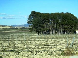 Finca rústica a Salinas. Se vende terreno en salinas