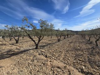 Finca rústica en Hondón de las Nieves. Parcela en hondón de las nieves
