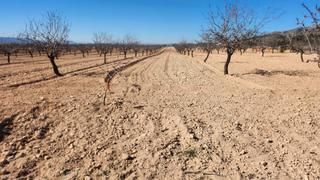Rural plot in Jumilla. Terreno en jumilla