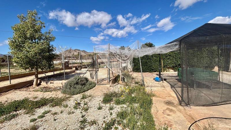 Foto 3713d19d-3234-4f3e-beb5-cde97a7b4bbb. Edifici a Pedanías Oeste Aspe