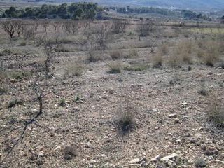 Residential Plot in Monòver. Terreno en monovar
