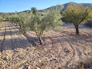 Finca rústica en Hondón de las Nieves. Parcela en hondón de las nieves