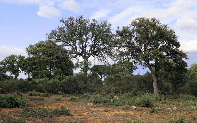 Foto e05b33b2-9dd8-4028-a78a-439adcc9c260. Xalet amb calefacció a Chiloeches