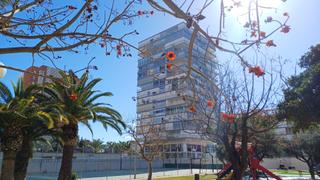 Piccolo appartamento in Avenida de la costa blanca 113. Apartamento en venta en playa de san juan con vistas al mar
