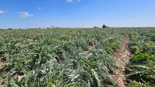 Finca rústica  Polígono de los cipreses. Se vende suelo agrícola en corvera  más de 20.000 m2