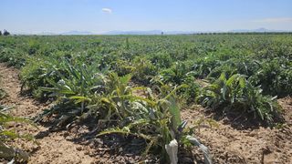 Finca rústica a Polígono de los Cipreses