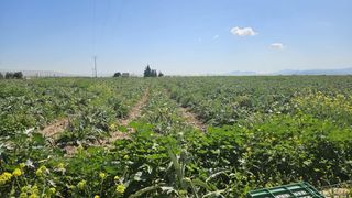 Fondo rustico  Polígono de los cipreses. Se vende suelo agrícola en corvera  más de 20.000 m2