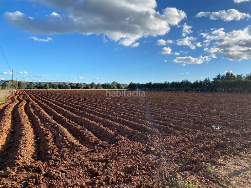 Foto 0c0e53d3-b89f-47ca-ae8c-91b6d74935c6. Terreny residencial a Llubí