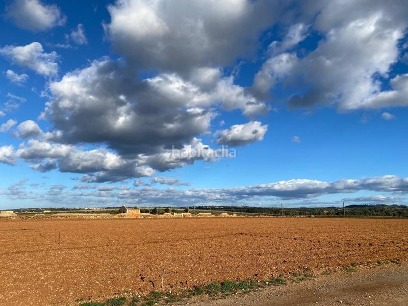 Foto d887d38b-f58a-4dea-ab78-bb31b03e14a5. Terreny residencial a Llubí