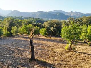 Terreny residencial a Campanet. Finca rustica edificable en campanet