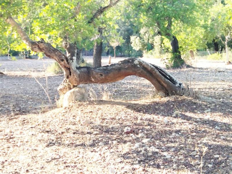 Foto ed4bac5f-7b86-4ad8-b412-0b9a603272eb. Finca rústica finca rustica edificable en Campanet