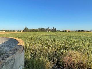 Rural plot in Sa Pobla. Finca rustica en venta en sa pobla