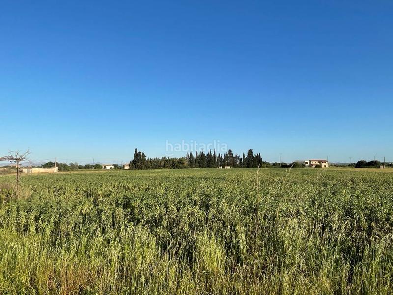 Foto b7098303-1e8b-411f-b670-e4902e1166a3. Finca rústica finca rustica en venta en Sa Pobla